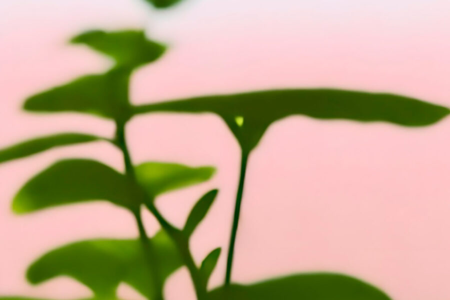 Plants in a pink and warm environment